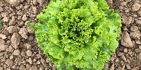 Foto von Batavia-Salat des Biohofs Ruhlengut Foto von Batavia-Salat des Biohofs Ruhlengut